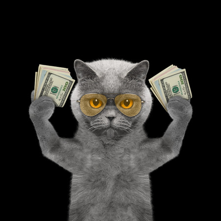 Cat in glasses holds in its paws a lot of money -- isolated on black backgroundの写真素材