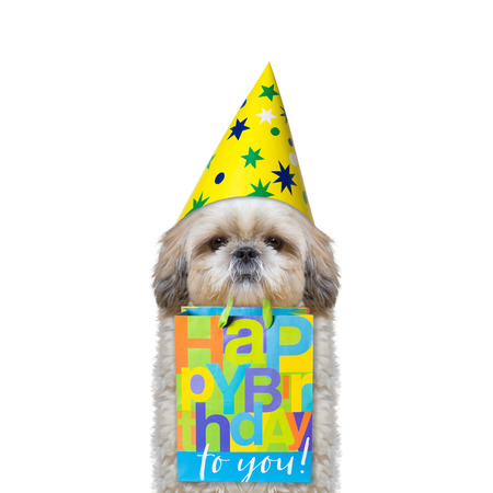 dog came to someone's birthday with a gift -- isolated on whiteの写真素材