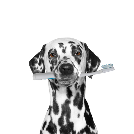 dog holding a toothbrush -- isolated on whiteの写真素材
