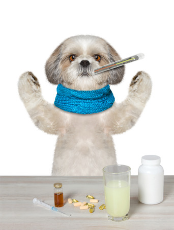 Dog is  ill and drinks the medication -- isolated on whiteの写真素材