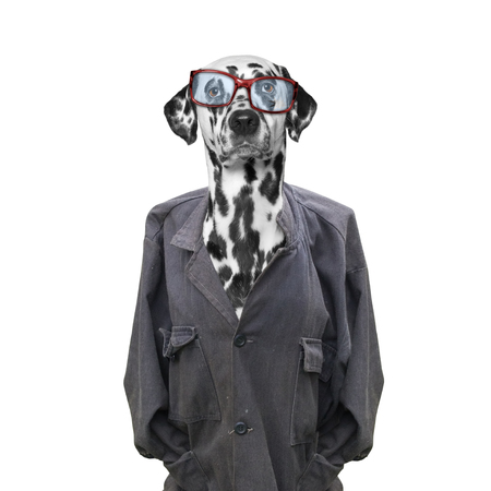 stray and homeless dog looking for home and owner -- isolated on whiteの写真素材