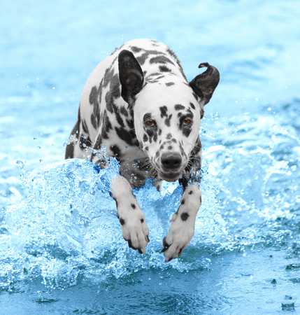 Dog swims and runs into the sea or riverの写真素材