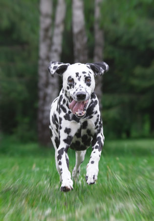 dog running in the park - Blur (dog in focus)の写真素材