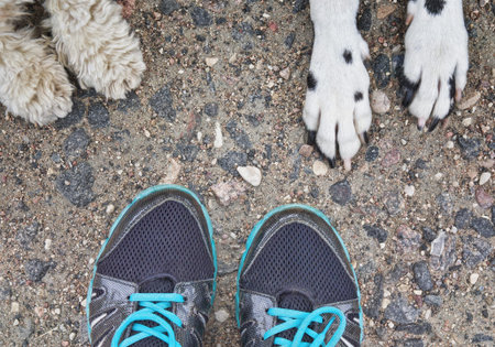 dog's paw feet next to the owner -- friendshipの写真素材