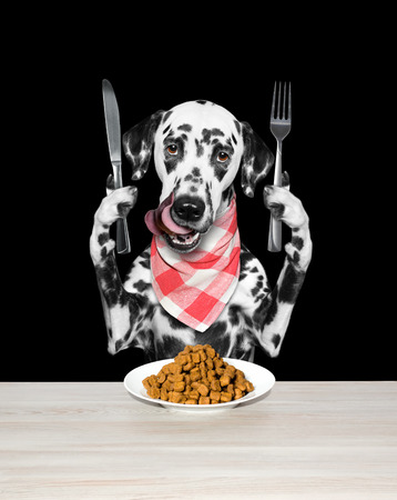 Dog is going to eat dried pet food -- isolated on blackの写真素材