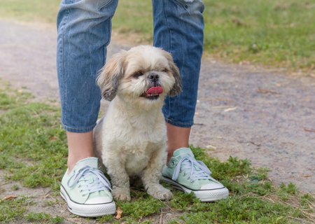 dog's paw feet next to the owner -- walking togetherの写真素材