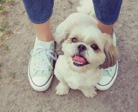 dog's paw feet next to the owner -- walking togetherの写真素材