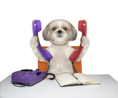 dog is talking over two phones -- isolated on whiteの写真素材
