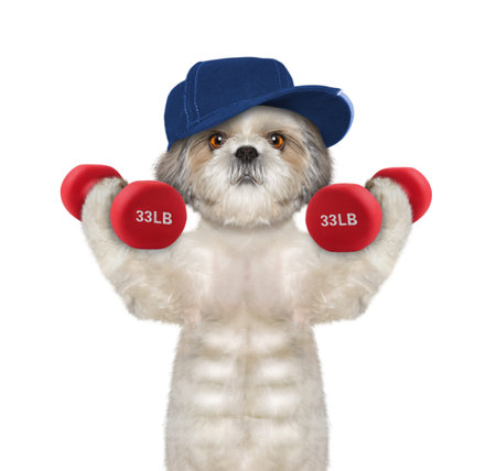 Dog playing sports with dumbbells -- isolated on whiteの写真素材