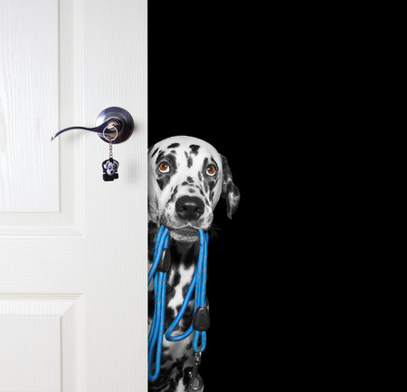 Dog with a leash peeks out from behind the door -- isolated on blackの写真素材