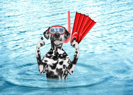 Dog diving on summer holidays in the sea or oceanの写真素材