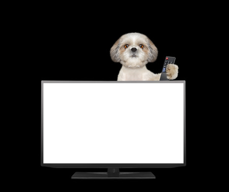 Cute dog watching television -- isolated on blackの写真素材