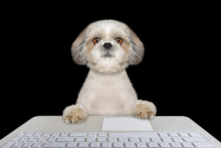 Cute dog working on the computer -- isolated on blackの写真素材