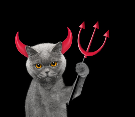 Devil is cat`s costume for Halloween -- isolated on blackの写真素材