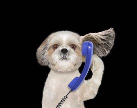dog is talking over the old phone -- isolated on blackの写真素材