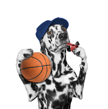 Cute dog with a ball and whistle -- isolated on whiteの写真素材
