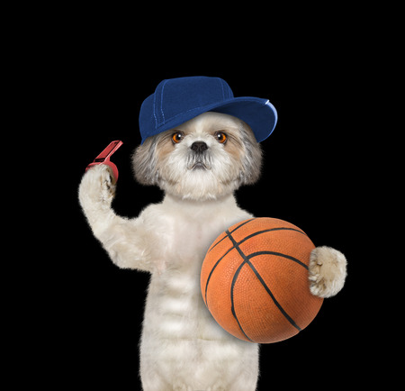 Cute little dog with a ball and whistle -- isolated on blackの写真素材