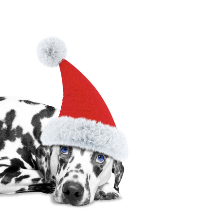 Dog in a hat of Santa Claus laying on the floor -- isolated on whiteの写真素材
