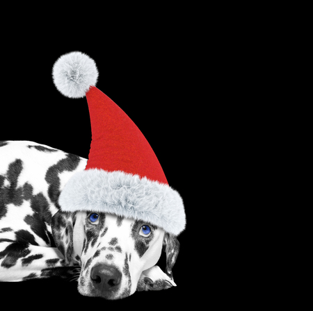 Dog in a hat of Santa Claus laying on the floor -- isolated on blackの写真素材