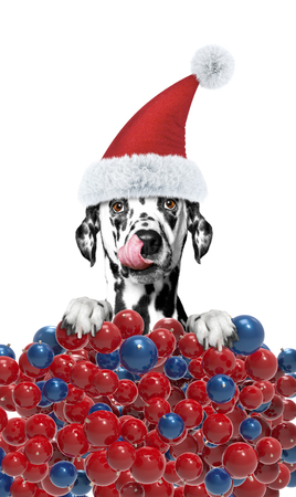 Dog in a hat of Santa Claus with xmas balls background -- isolated on whiteの写真素材