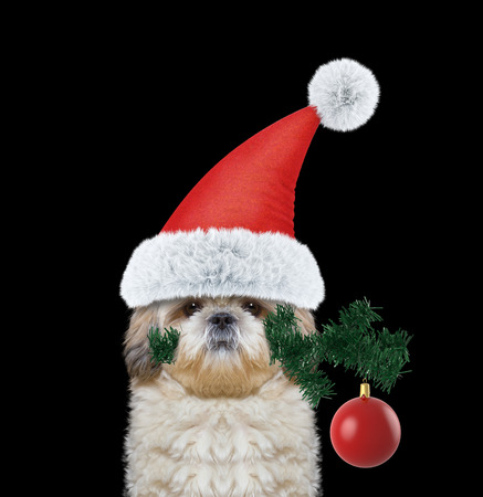 Cute santa dog with fir-tree and xmas ball -- isolated on blackの写真素材