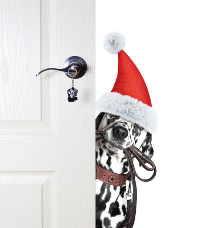 Santa dog is going to go for a walk -- isolated on whiteの写真素材