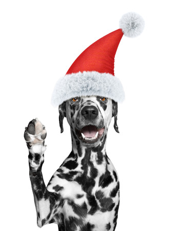Santa dog is greeting you -- isolated on whiteの写真素材