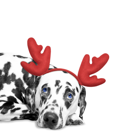 Dog in reindeer antlers laying on the floor -- isolated on whiteの写真素材