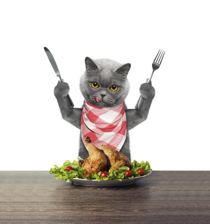 Cat is going to eat chicken -- isolated on whiteの写真素材