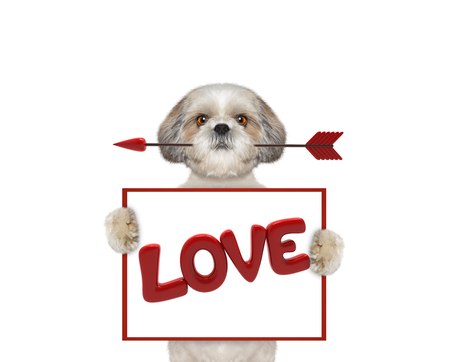 Cute dog holding dart and frame with loveの写真素材
