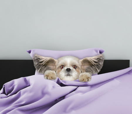 Little cute sleeping dogの写真素材