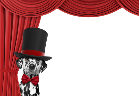 Cute dog hiding behind the curtainの写真素材