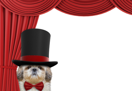 Cute dog hiding behind the curtainの写真素材