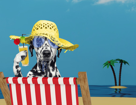 Dalmatian dog relaxing with juice on the beachの写真素材