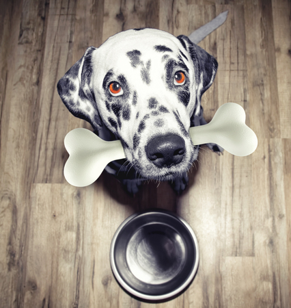 Cute dalmatian dog with a tasty bone in his mouthの写真素材