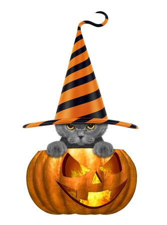 cute cat in funny hat sitting in halloween pumpkin - isolated on whiteの写真素材