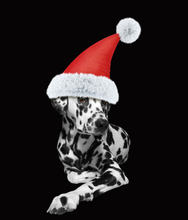 Santa claus dalmatian dog laying on the floor. Isolated on blackの写真素材