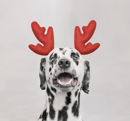 Santa claus dalmatian dog with new year horns and happy faceの写真素材