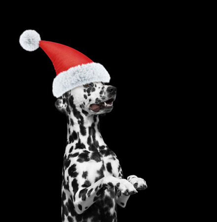 Santa claus dalmatian dog sitting and smiling with new year hat. Isolated on blackの写真素材