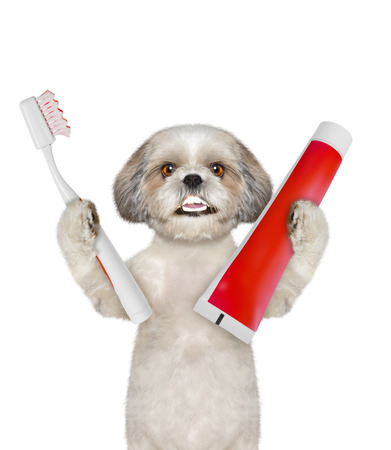 Cute shitzu dog clean the teeth with a toothbrush. Isolated on whiteの写真素材