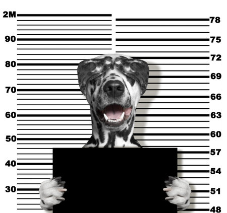 Cute dalmatian dog at the police station. Photo on white backgroundの写真素材