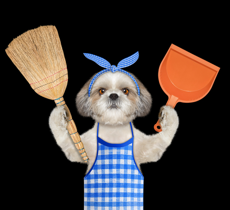 Shitzu dog holds broom and scoop in paws. Isolated on blackの写真素材