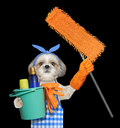 Shitzu dog in apron with mop doing household chores. Isolated on blackの写真素材