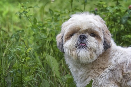 The portrait of cute shitzu pet dogの写真素材
