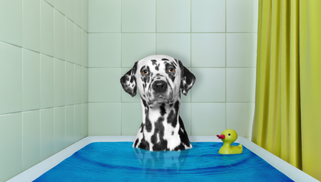 Cute dalmatian dog in the bath with duck toyの写真素材