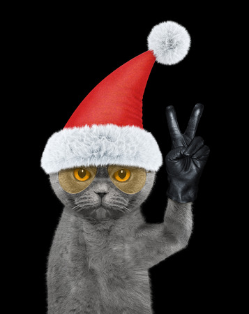 Santa cat with victory fingers. Isolated on blackの写真素材