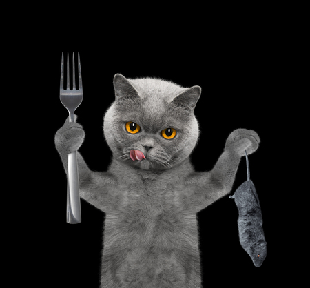 The hungry cat is going to eat a mouse. Isolated on blackの写真素材
