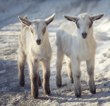 Two little cute goats are standing in the snowの写真素材