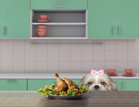 Cute shitzu dog is going to eat some chiken from the table. 3d renderの写真素材