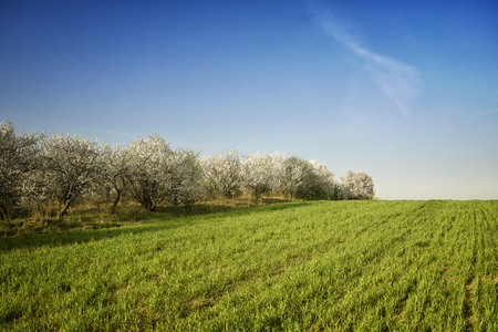 Beatiful morning green field with blue heavenの写真素材